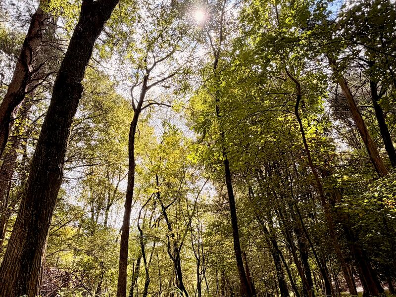 Random landscapes from Tega Cay, SC. (3x4 aspect ratio)